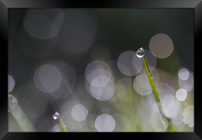  Dewdrop on Grass Framed Print by Colin Tracy