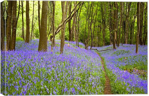 Thorncombe Woods Bluebells  Canvas Print by Colin Tracy