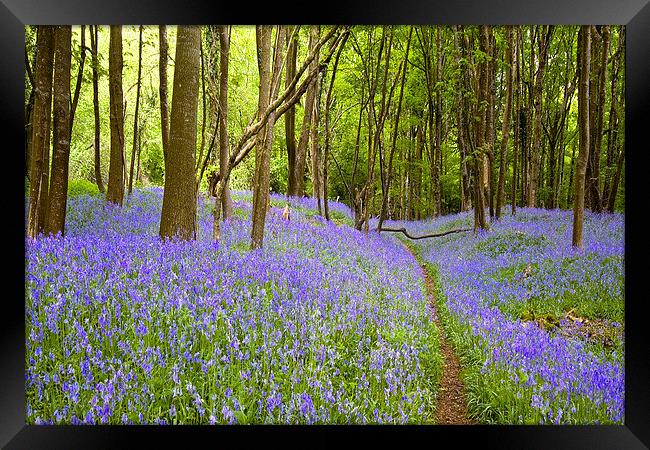 Thorncombe Woods Bluebells  Framed Print by Colin Tracy