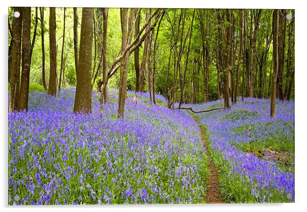 Thorncombe Woods Bluebells  Acrylic by Colin Tracy