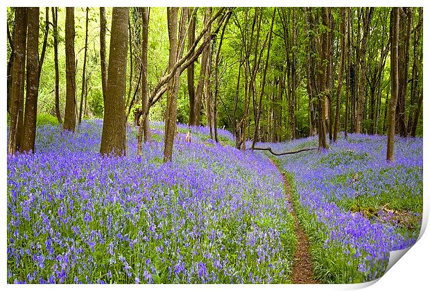 Thorncombe Woods Bluebells  Print by Colin Tracy