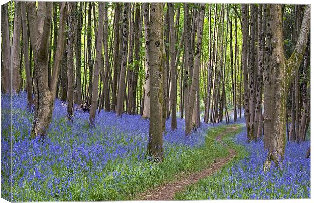 Thorncombe Bluebells 2  Canvas Print by Colin Tracy