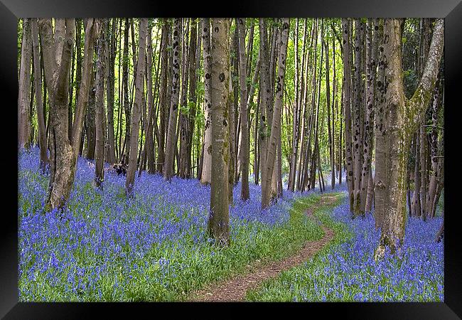 Thorncombe Bluebells 2  Framed Print by Colin Tracy
