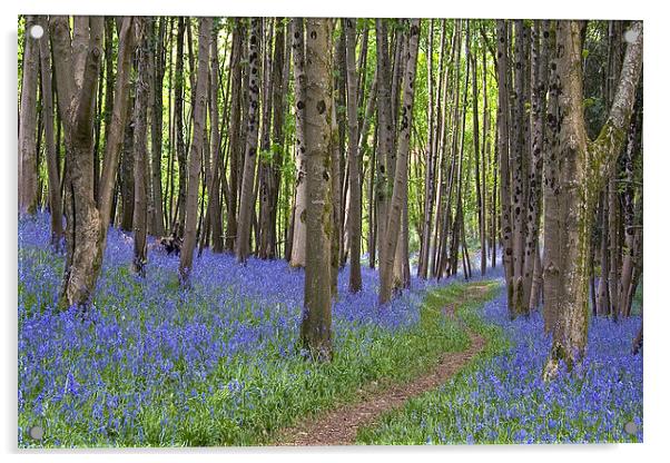 Thorncombe Bluebells 2  Acrylic by Colin Tracy