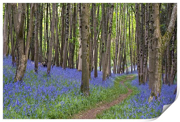 Thorncombe Bluebells 2  Print by Colin Tracy