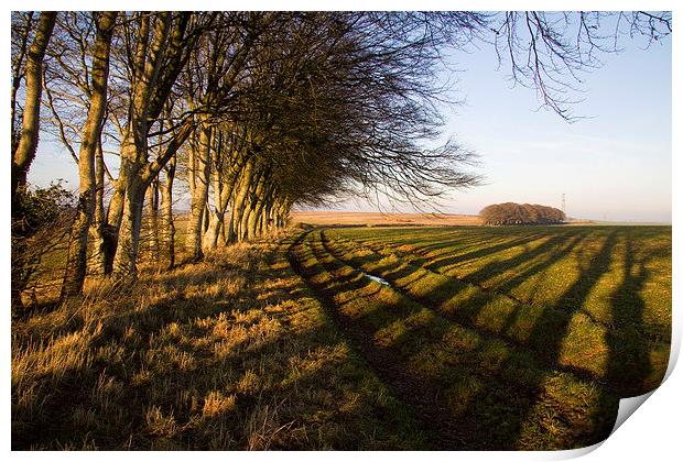  Shadows above Winterborne Steepleton Print by Colin Tracy