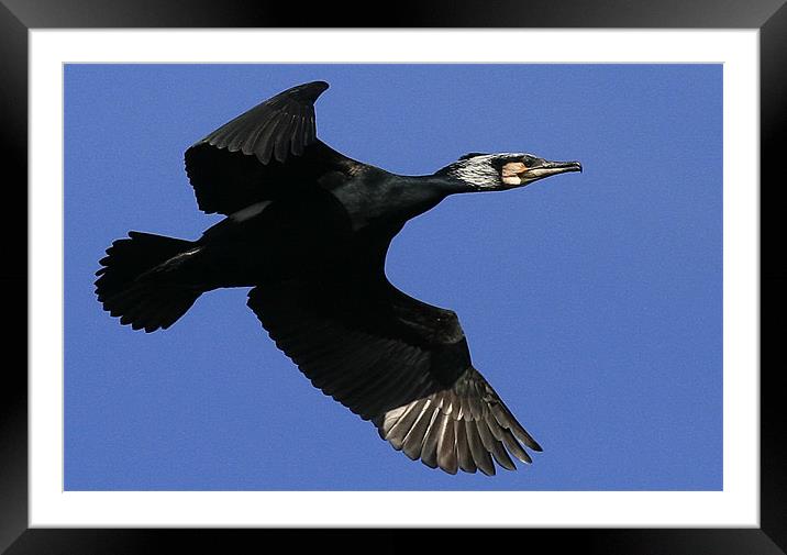 Flight Of The Cormorant Framed Mounted Print by Trevor White