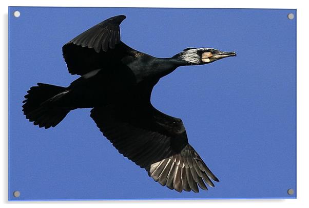Flight Of The Cormorant Acrylic by Trevor White