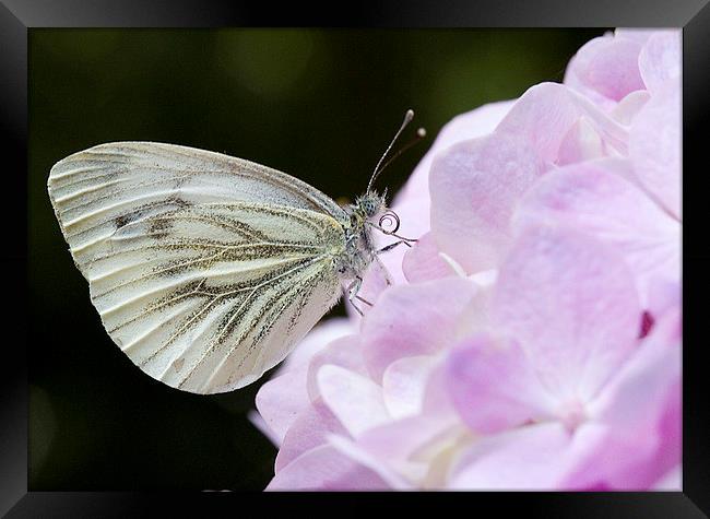  Green Veined White  Framed Print by Colin Tracy
