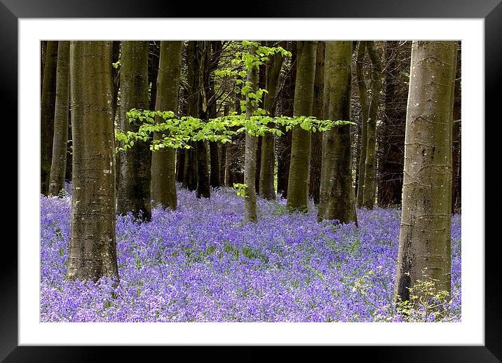  Delcombe Wood Bluebells, Dorset Framed Mounted Print by Colin Tracy