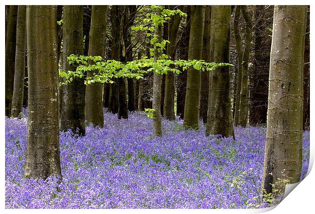  Delcombe Wood Bluebells, Dorset Print by Colin Tracy