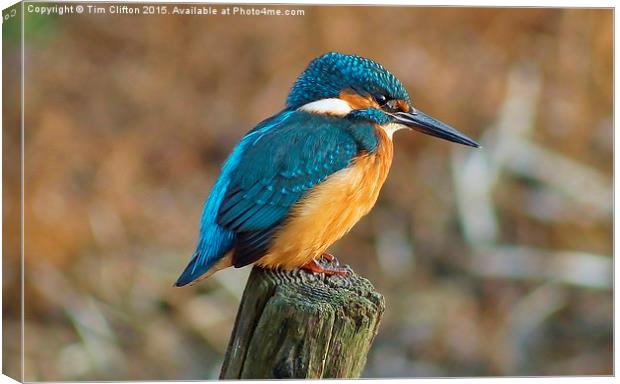  The Kingfisher Canvas Print by Tim Clifton