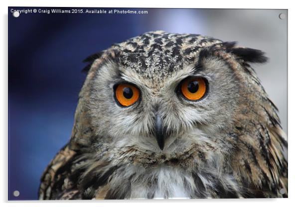  Eagle Owl Acrylic by Craig Williams