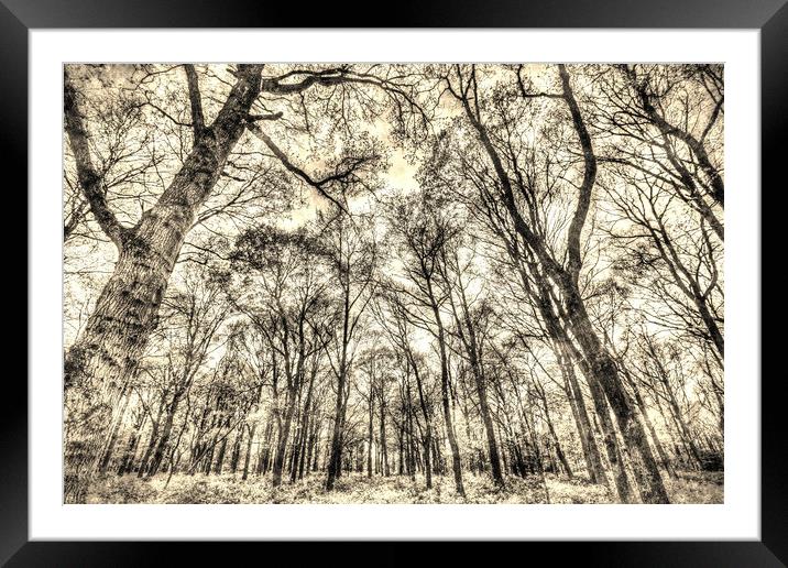 The Sepia Forest Framed Mounted Print by David Pyatt