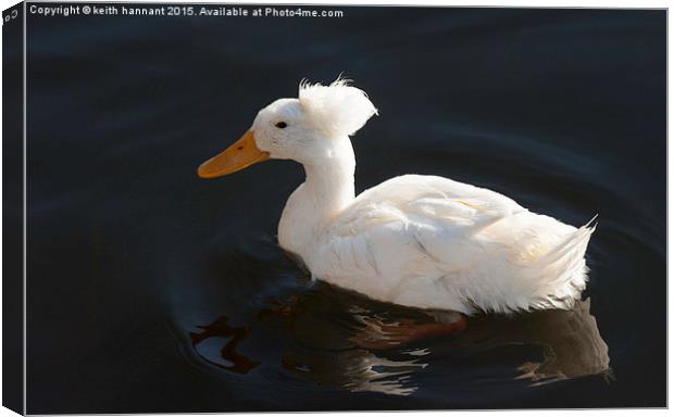  crested duck or punk duck Canvas Print by keith hannant