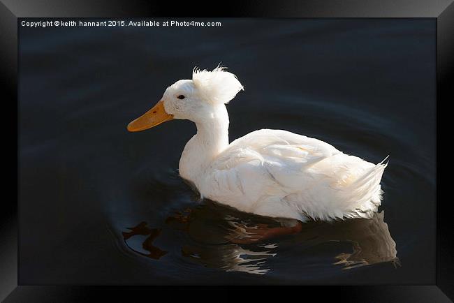  crested duck or punk duck Framed Print by keith hannant