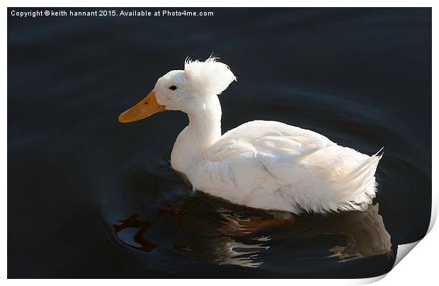  crested duck or punk duck Print by keith hannant
