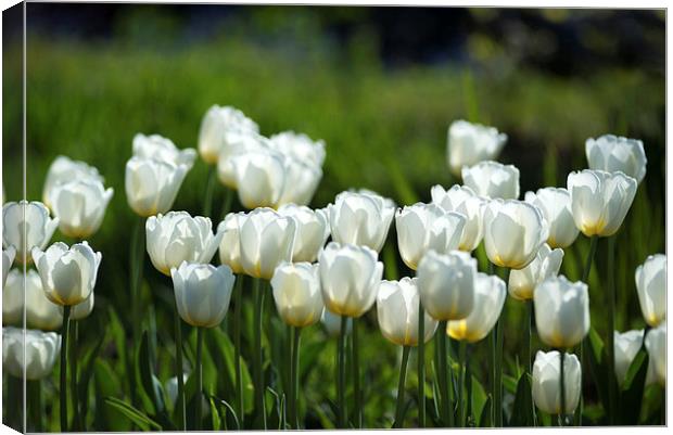  White tulips Canvas Print by Andrew Richards