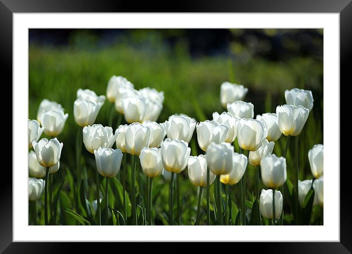 White tulips Framed Mounted Print by Andrew Richards