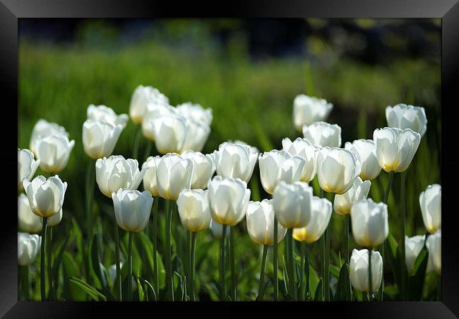  White tulips Framed Print by Andrew Richards