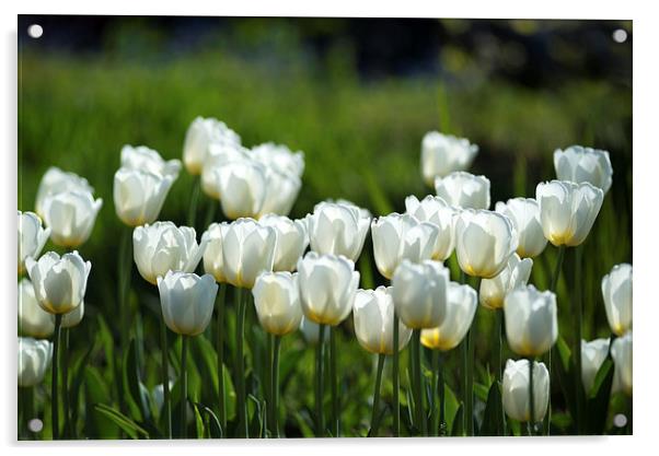  White tulips Acrylic by Andrew Richards