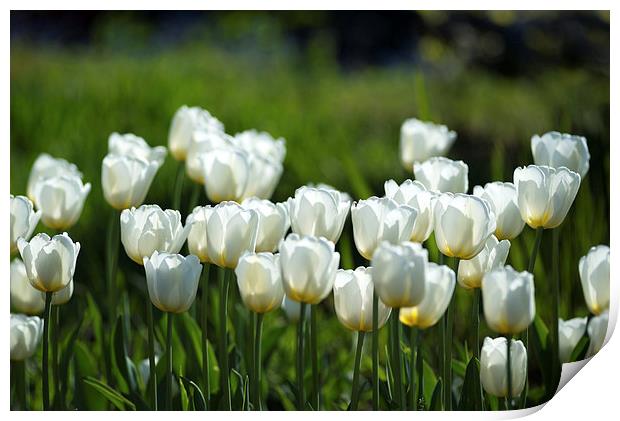  White tulips Print by Andrew Richards