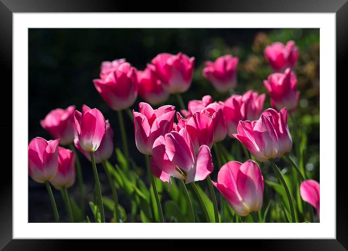  Pink flowers Framed Mounted Print by Andrew Richards