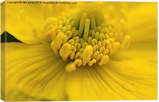  Yellow Flower Canvas Print by luke perez