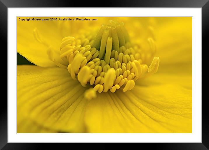  Yellow Flower Framed Mounted Print by luke perez