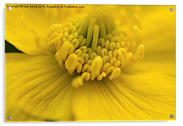 Yellow Flower Acrylic by luke perez