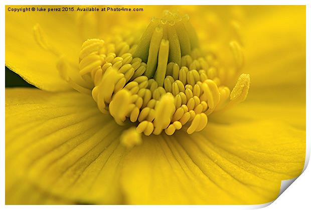  Yellow Flower Print by luke perez