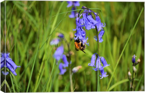  bee on a bluebell Canvas Print by luke perez