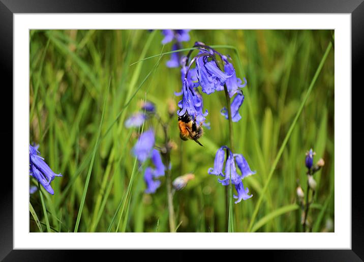  bee on a bluebell Framed Mounted Print by luke perez