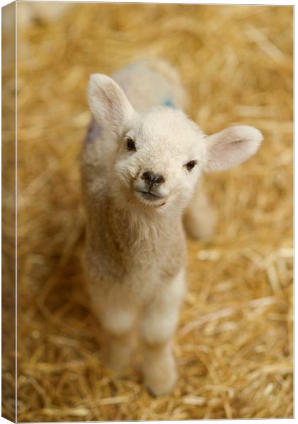  Baby Lamb Canvas Print by Andrew Richards