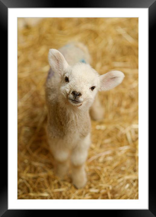  Baby Lamb Framed Mounted Print by Andrew Richards