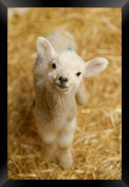  Baby Lamb Framed Print by Andrew Richards