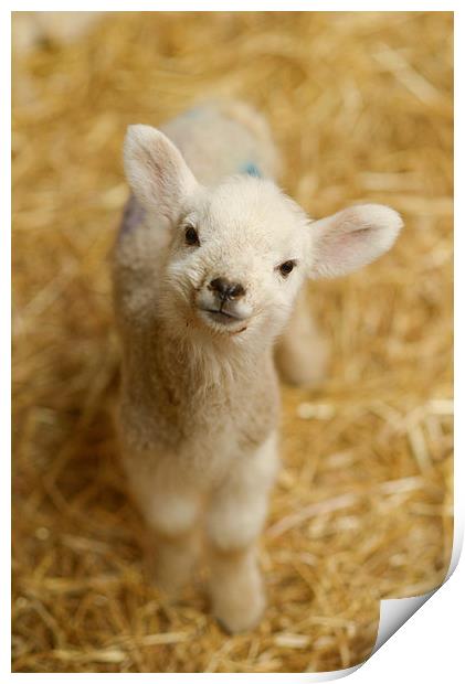  Baby Lamb Print by Andrew Richards