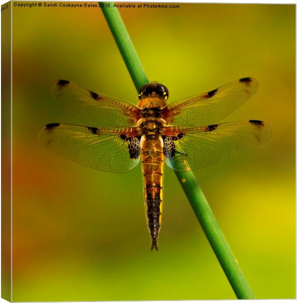 Four Spotted Chaser Dragonfly Canvas Print by Sandi-Cockayne ADPS