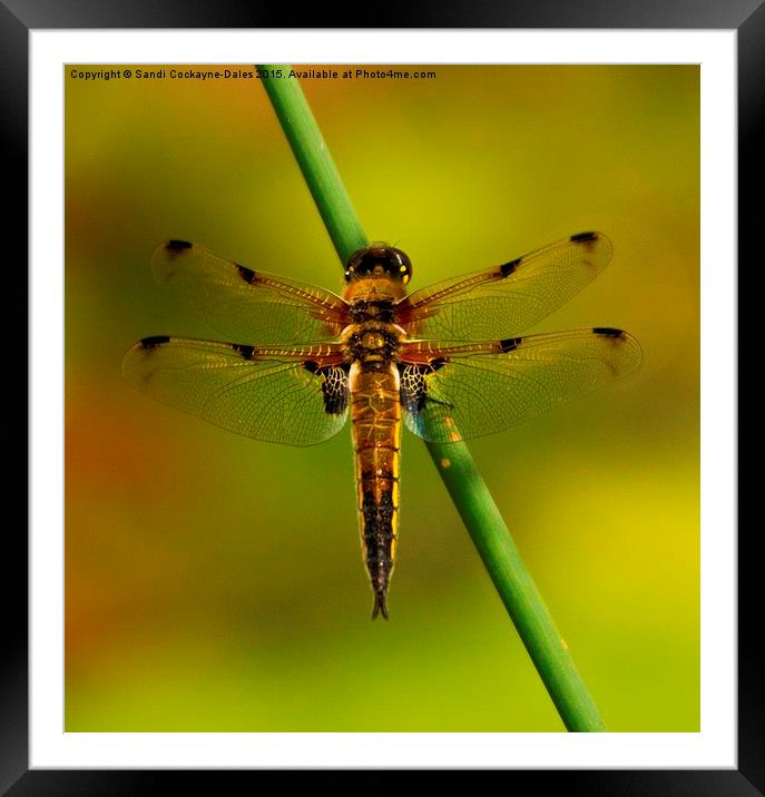 Four Spotted Chaser Dragonfly Framed Mounted Print by Sandi-Cockayne ADPS