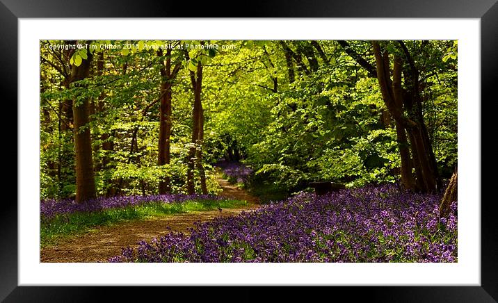 Bluebell Walk Framed Mounted Print by Tim Clifton