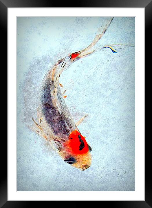  fish life  Framed Mounted Print by dale rys (LP)