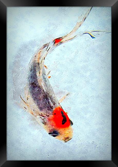  fish life  Framed Print by dale rys (LP)