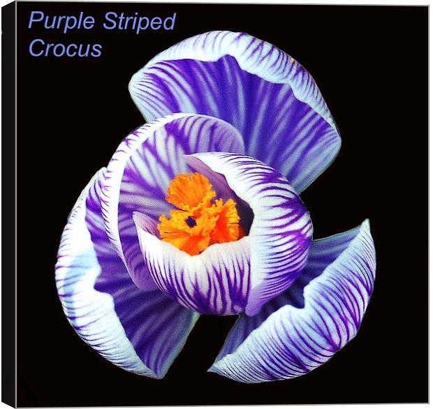  Purple Striped Crocus Canvas Print by james balzano, jr.