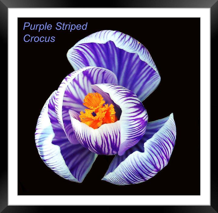  Purple Striped Crocus Framed Mounted Print by james balzano, jr.