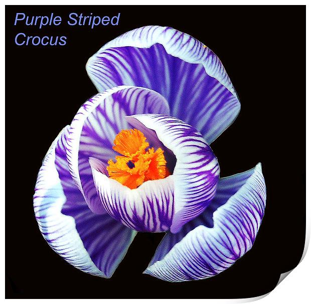  Purple Striped Crocus Print by james balzano, jr.