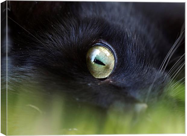 Cats Eye Canvas Print by Victor Burnside