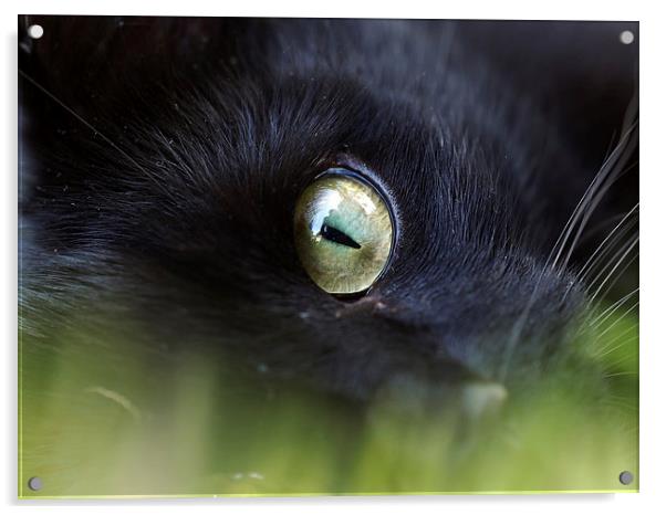 Cats Eye Acrylic by Victor Burnside