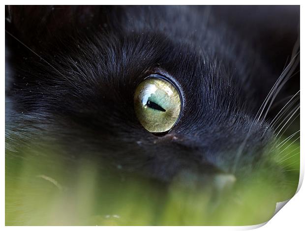 Cats Eye Print by Victor Burnside