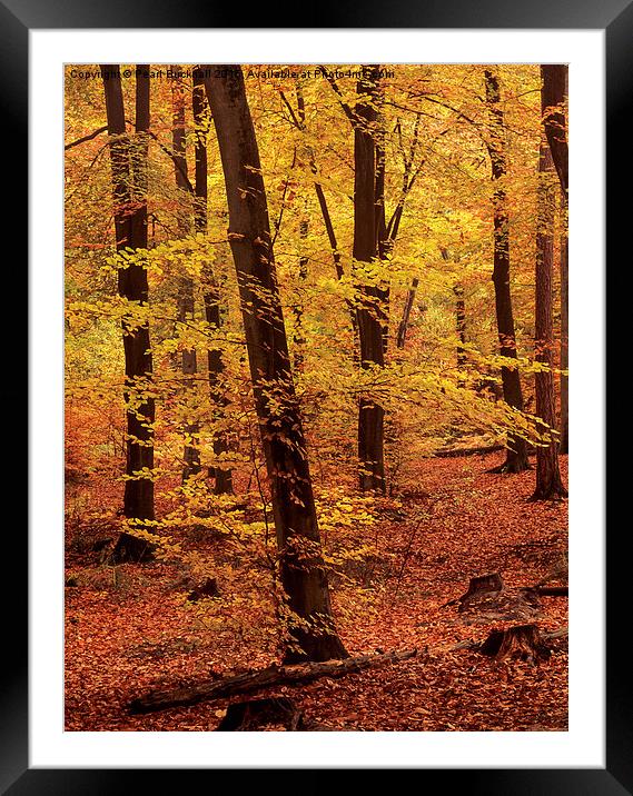 Autumn Woodland Beech Wood in Hampshire Framed Mounted Print by Pearl Bucknall