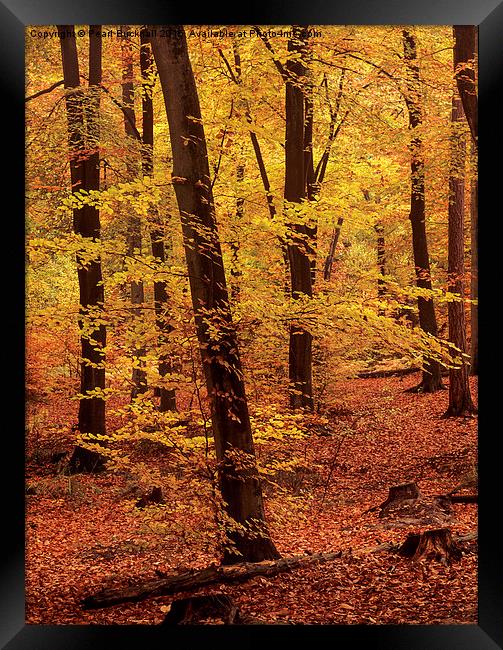 Autumn Woodland Beech Wood in Hampshire Framed Print by Pearl Bucknall